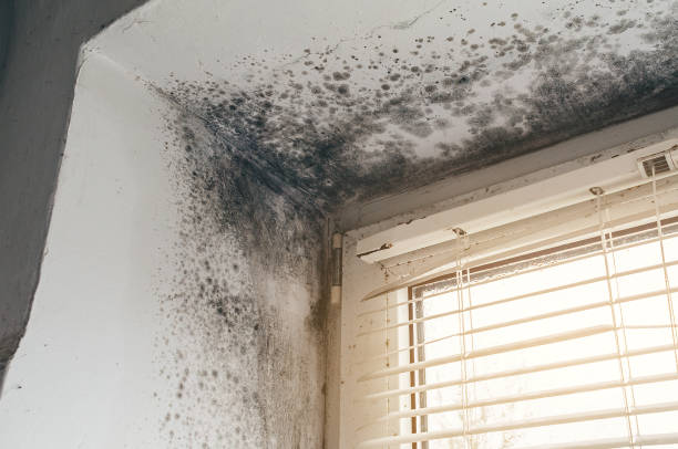 Affordable Black Mold Remediation solutions in Hertford, NC